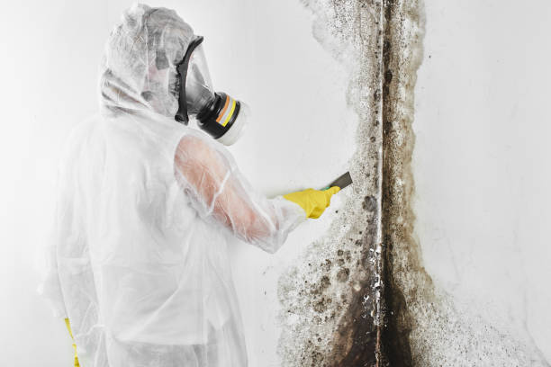 Best Mold Damage Repair  in Manchester, PA