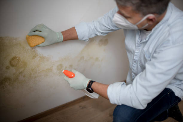 Certified Mold Removal in Manchester, PA