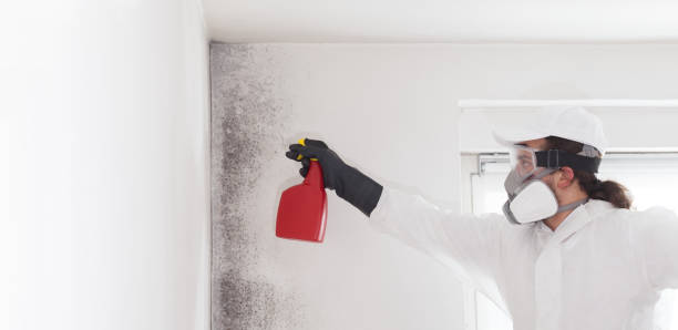 Best Residential Mold Removal  in Manchester, PA