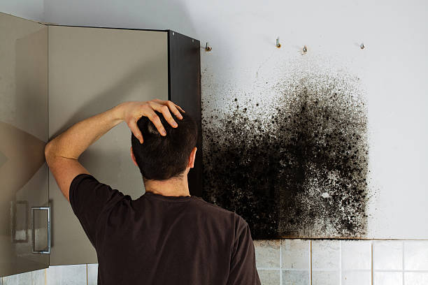 Attic Mold Removal in Manchester, PA